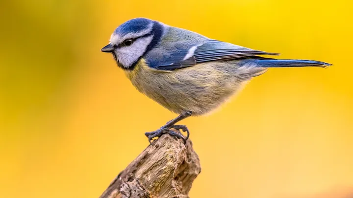 A blue tit perched on a branch